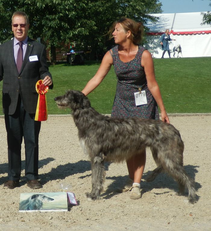 Crathlint Caoimhin Cara, 22 months, FCI Euro Sighthound Winner 2015, Judge Jean Brixhe, Belgium.
