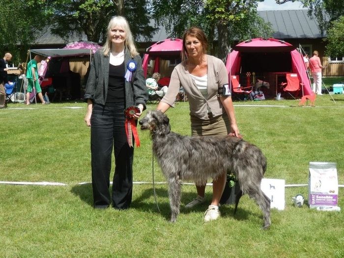 INTCH, NordicCH, DKCH, SEUCH, NOCH, German VDH & DWZRV CH, Fritzens Celeste winning the annual swedish deerhound speciality 2014, Judge Kay Barret. (47 Enteries)