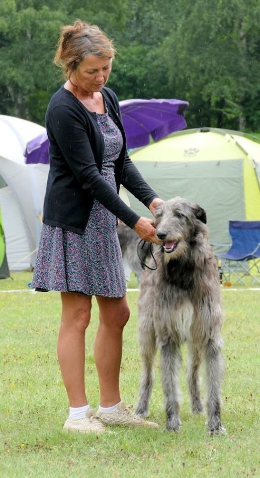 INTCH, NordicCH, DKCH, SEUCH, NOCH, Crathlint Cian Cedric (Gentiehun Tain x Pitlochry's Irina) got the CAC and beat ten other males in the open Class (enterie 30 males) at the annual Deerhound speciality 2016 in Gelsenkirchen, Germany. He became German VDH and DWZRV Champion. Photo: Björn Fritz.