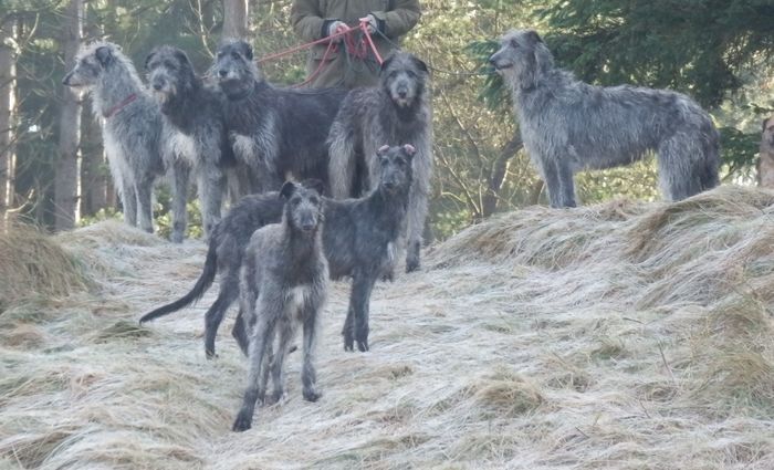 The Whole pack at walk an early morning.