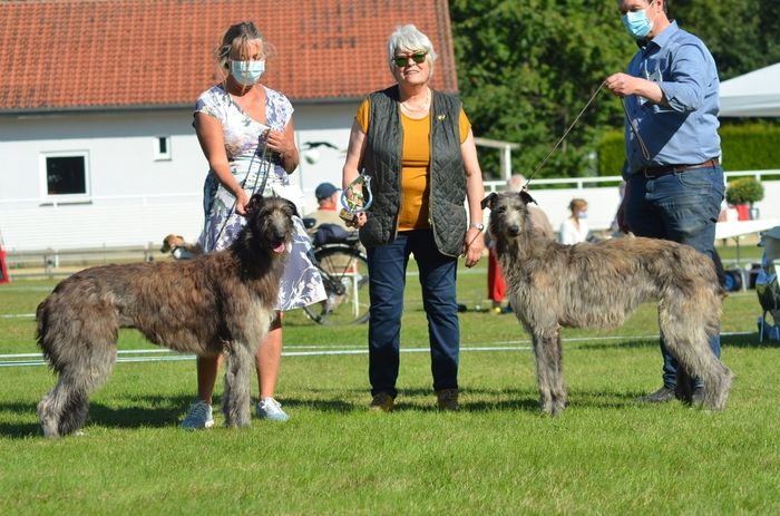 At the Sighthound show held in Hamburg the 20.09.2020, Crathlint Etaoin Enora was V1, CK, CAC, BOB. Crathlint Franc Fionnuala (14 months) was V1, CK, Junior CAC, Junior BOB. Because of the Covid19 situation no BIS competition was held. Judge, Fr. Wilfriede Schwerm-Hahne, D. Photo: Gesine Koch.